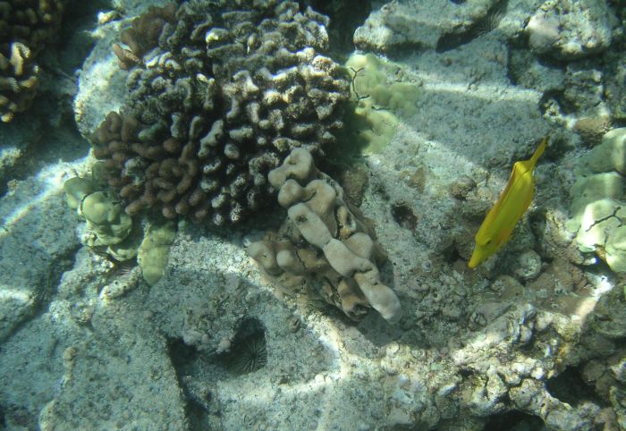 [yellow tang and brain corral]